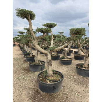 Olea plato tronco joven circunf.  30/40 150 lt B